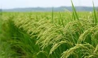 مدیریت الگوی کشت برنج در کهگیلویه و بویراحمد با تمرکز بر منابع آبهای سطحی